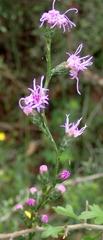 Liatris elegantula