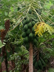 Carica papaya