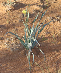 Bulbine narcissifolia