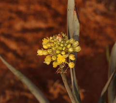 Bulbine narcissifolia