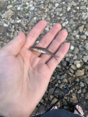 Notropis volucellus × wickliffi