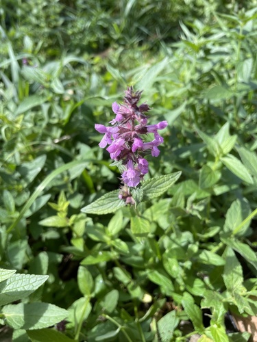 Stachys palustris iNat (2)