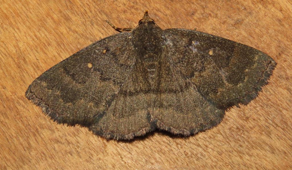 Calesia xanthognatha