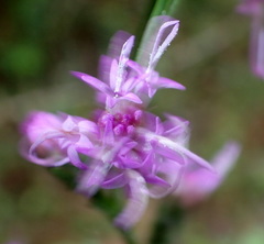 Liatris elegantula