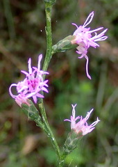 Liatris elegantula