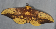 Eacles imperialis magnifica
