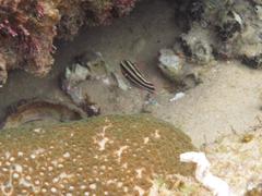 Ostorhinchus angustatus