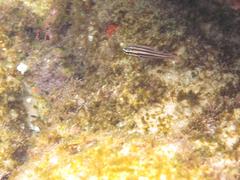 Ostorhinchus angustatus