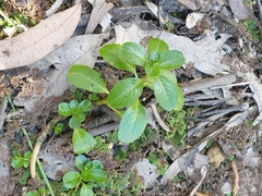 Ludwigia peploides montevidensis