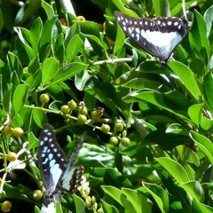 Graphium eurypylus