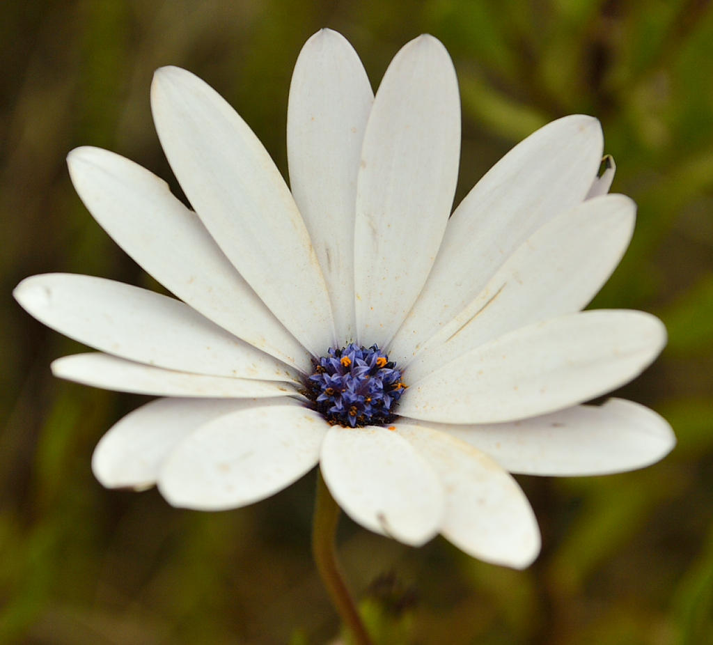 Osteospermum ecklonis — a medium houseplant, prefers full sun light