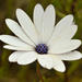 Blue-and-white Daisybush - Photo (c) Adriaan Grobler, some rights reserved (CC BY-NC), uploaded by Adriaan Grobler