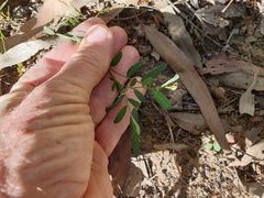 Phyllanthus hirtellus