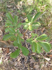 Handroanthus chrysotrichus