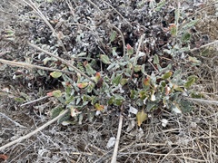 Eriogonum grande