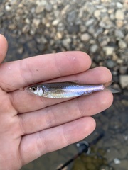 Notropis volucellus × wickliffi