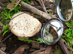 Amanita ochrophylloides