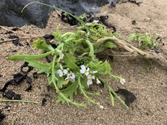 Cakile arctica