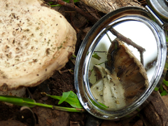 Amanita ochrophylloides