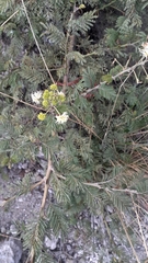 Mimosa quitensis