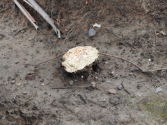 Amanita ochrophylloides