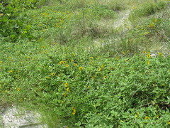 Helianthus debilis image
