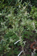 Salix integra albovariegata