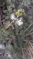 Mimosa quitensis
