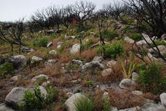 Pelargonium althaeoides