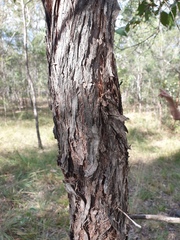 Lophostemon suaveolens