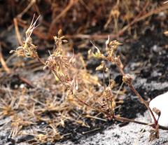 Pelargonium althaeoides