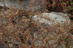 Pelargonium althaeoides