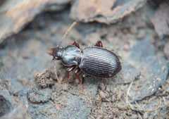 Gastrellarius honestus