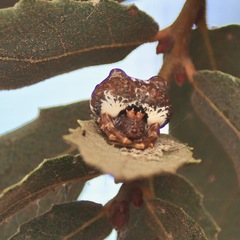 Mastophora cornigera
