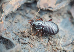 Gastrellarius honestus