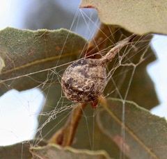 Mastophora cornigera