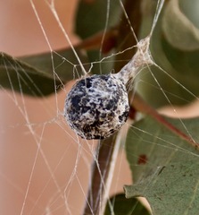 Mastophora cornigera