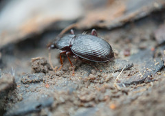 Gastrellarius honestus