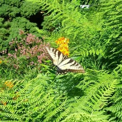 Papilio glaucus