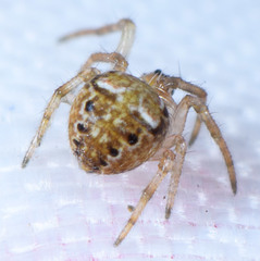 Araneus pegnia