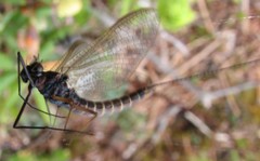 Leptophlebia cupida