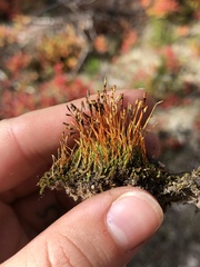 Tetraplodon mnioides