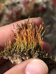 Tetraplodon mnioides