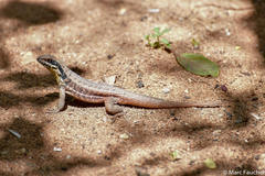 Leiocephalus cubensis