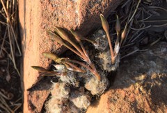 Anacampseros subnuda subnuda