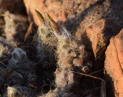 Anacampseros subnuda subnuda