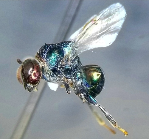Perilampus auratus