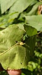 Caryomyia ansericollum