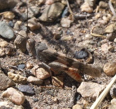Trimerotropis melanoptera