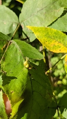Caryomyia ansericollum